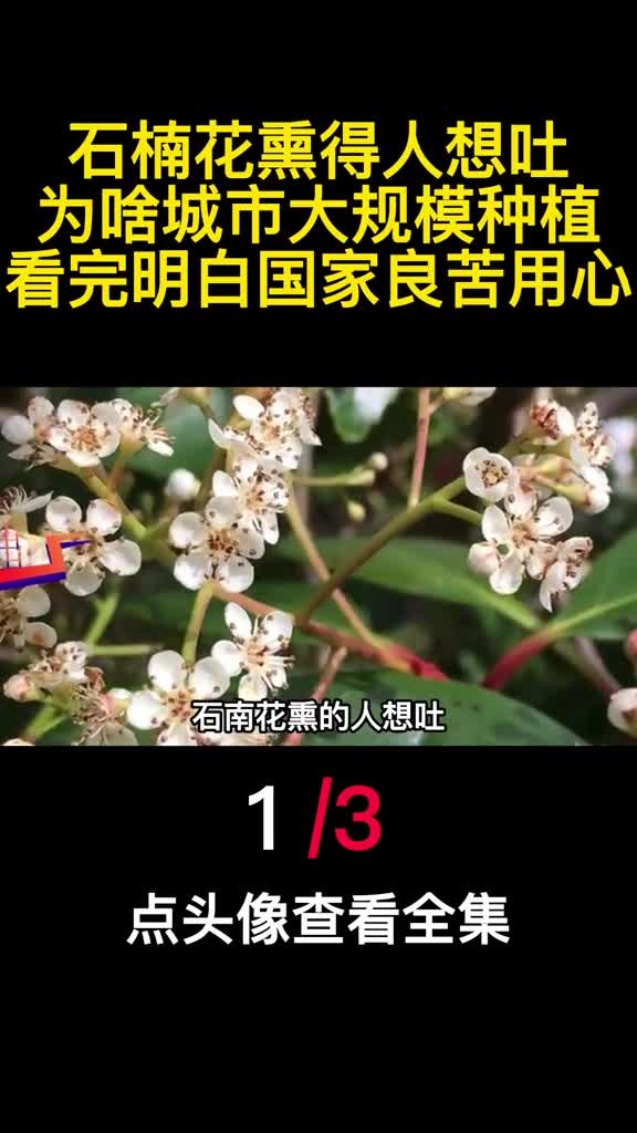 石楠花熏得人想吐为啥城市大规模种植看完明白国家良苦用心1