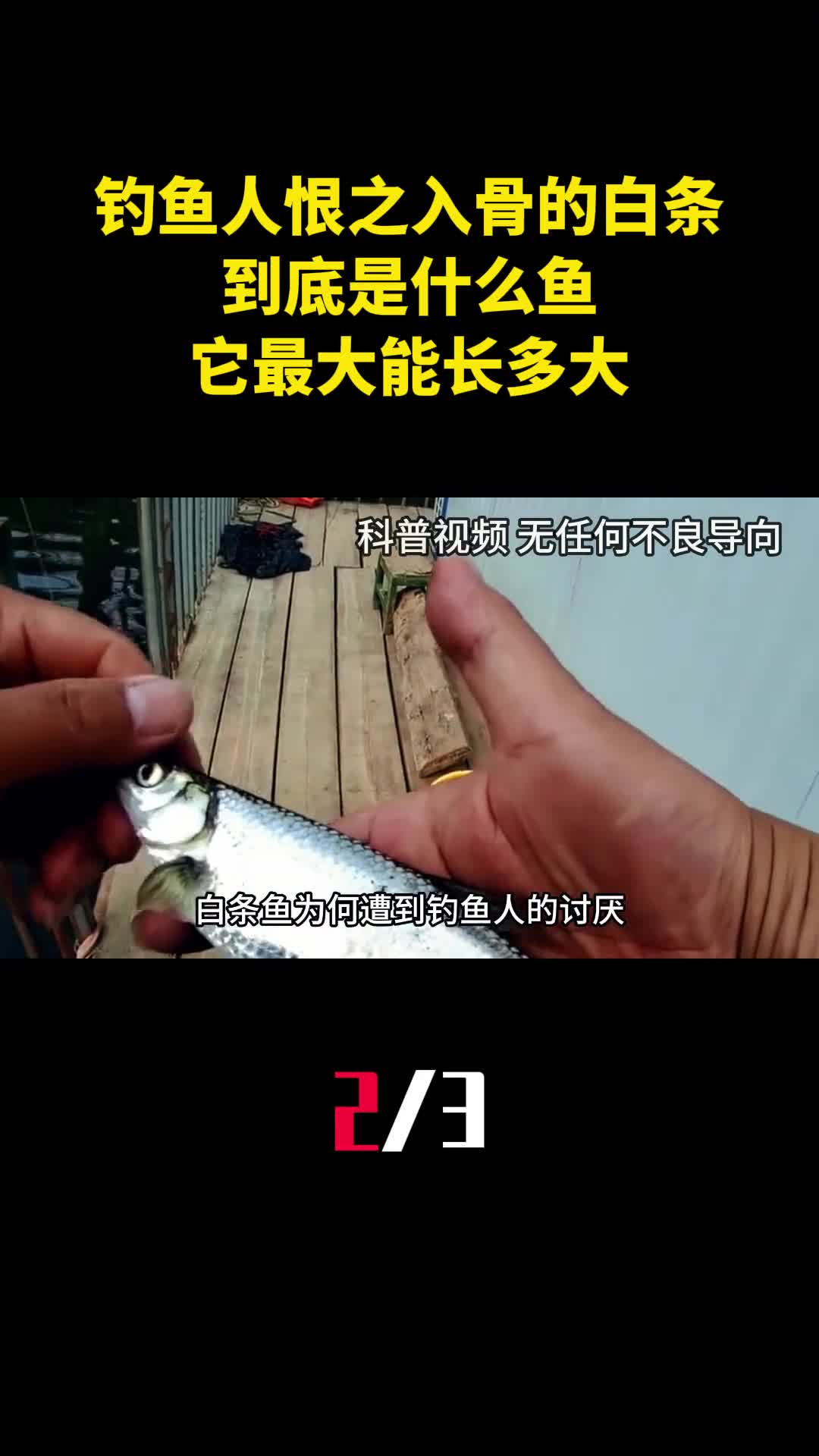 钓鱼人恨之入骨的白条到底是什么鱼它最大能长多大2