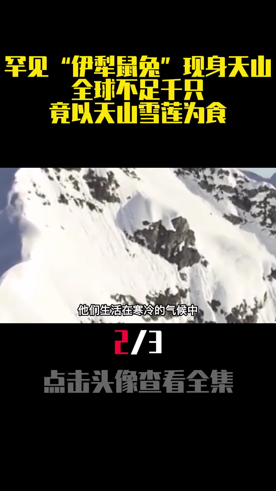 罕见伊犁鼠兔现身天山全球不足千只竟以天山雪莲为食2