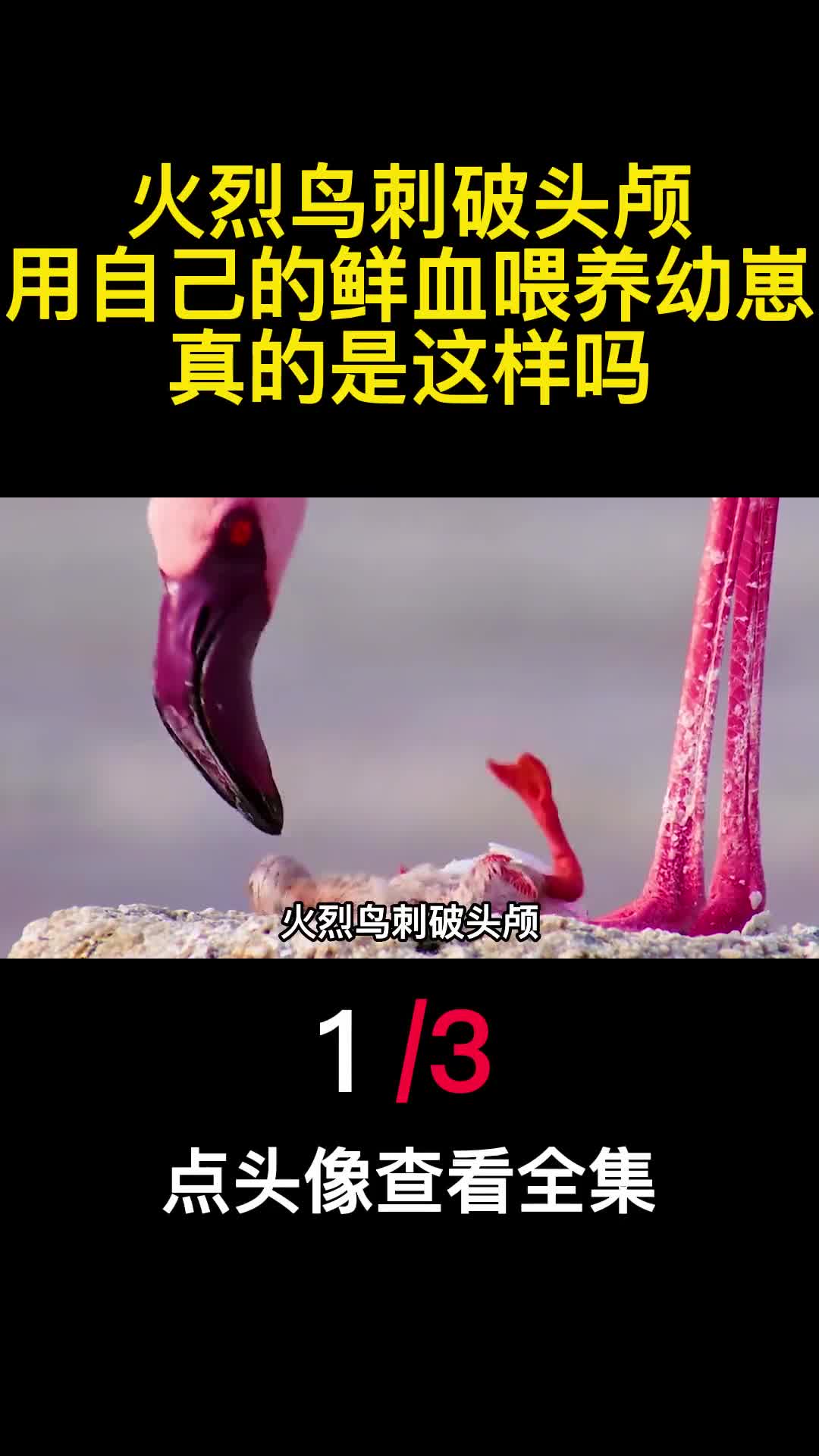 火烈鸟刺破头颅用自己的鲜血喂养幼崽真的是这样吗1