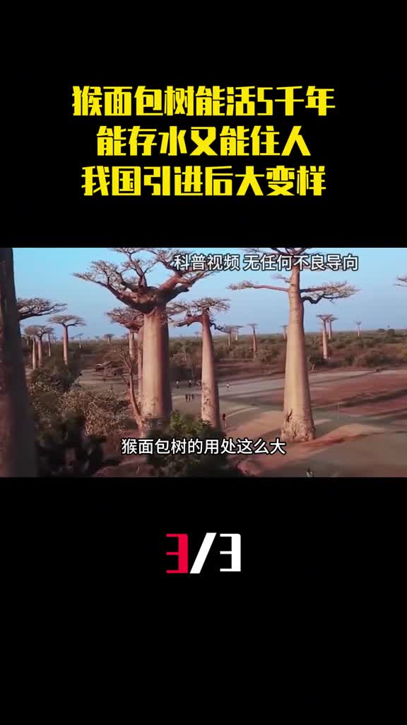 猴面包树能活5千年能存水又能住人我国引进后为什么大变样3