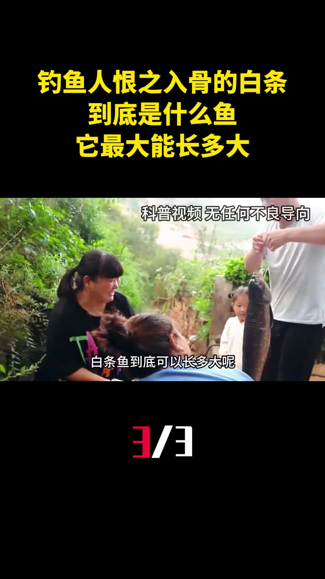 钓鱼人恨之入骨的白条到底是什么鱼它最大能长多大3