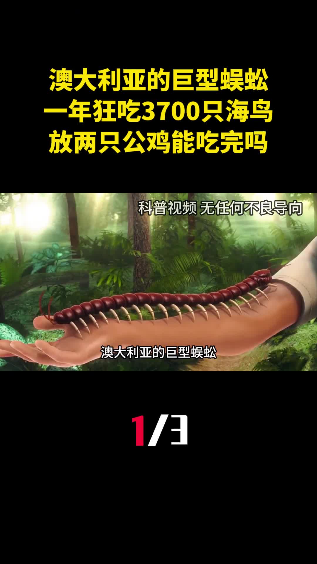 澳大利亚的巨型蜈蚣一年狂吃3700只海鸟放两只公鸡能吃完吗1