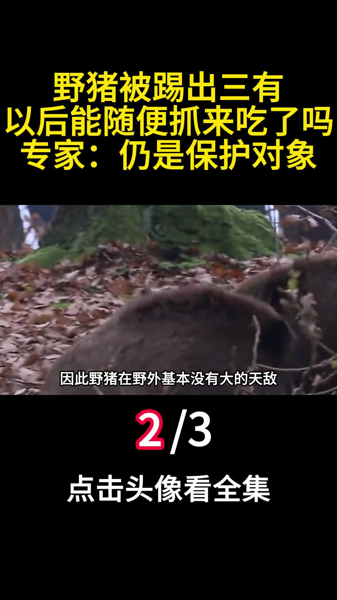 野猪被踢出三有以后能随便抓来吃了吗专家仍是保护对象二