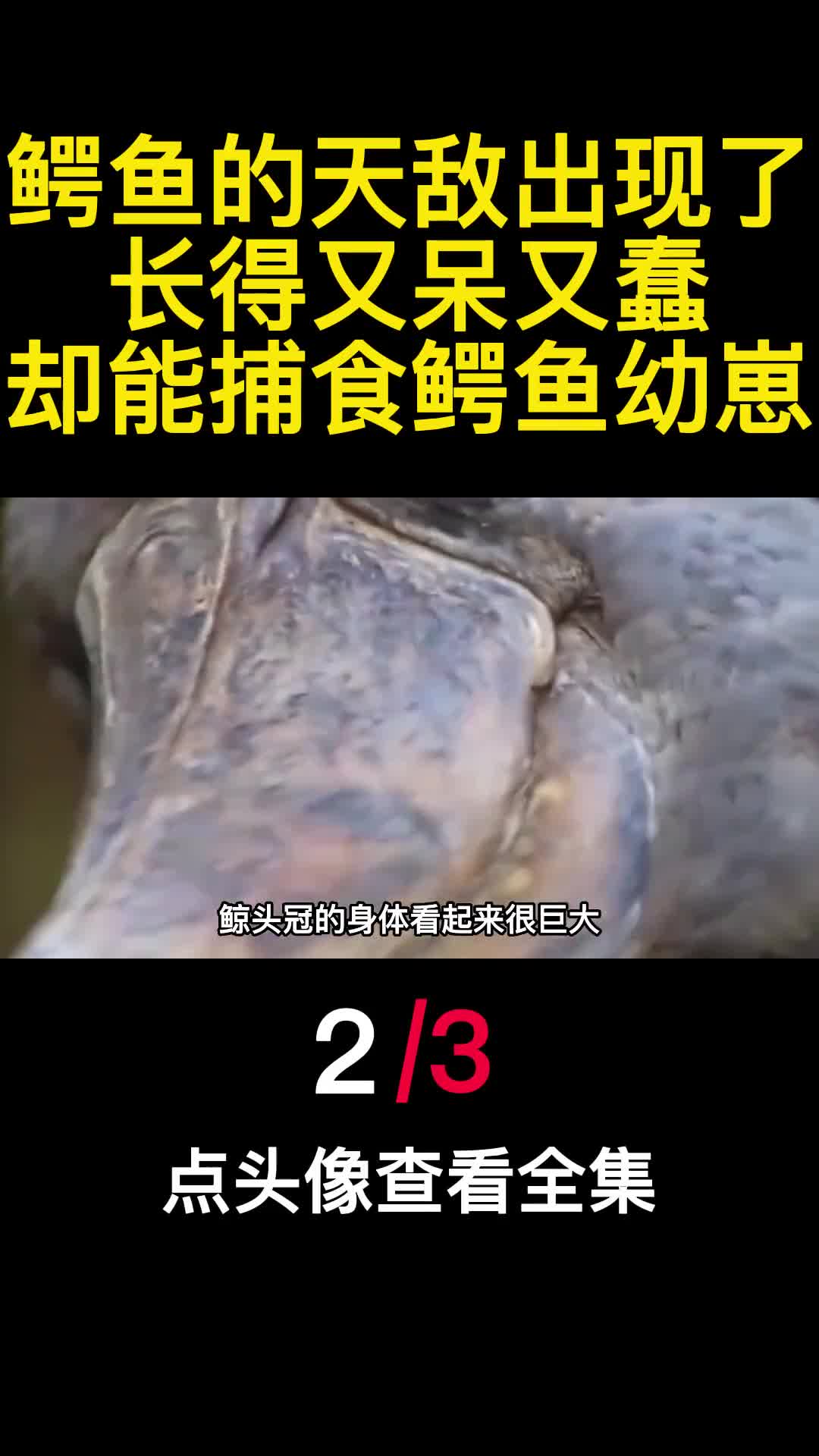 鳄鱼的天敌出现了长得又呆又蠢却能捕食鳄鱼幼崽2