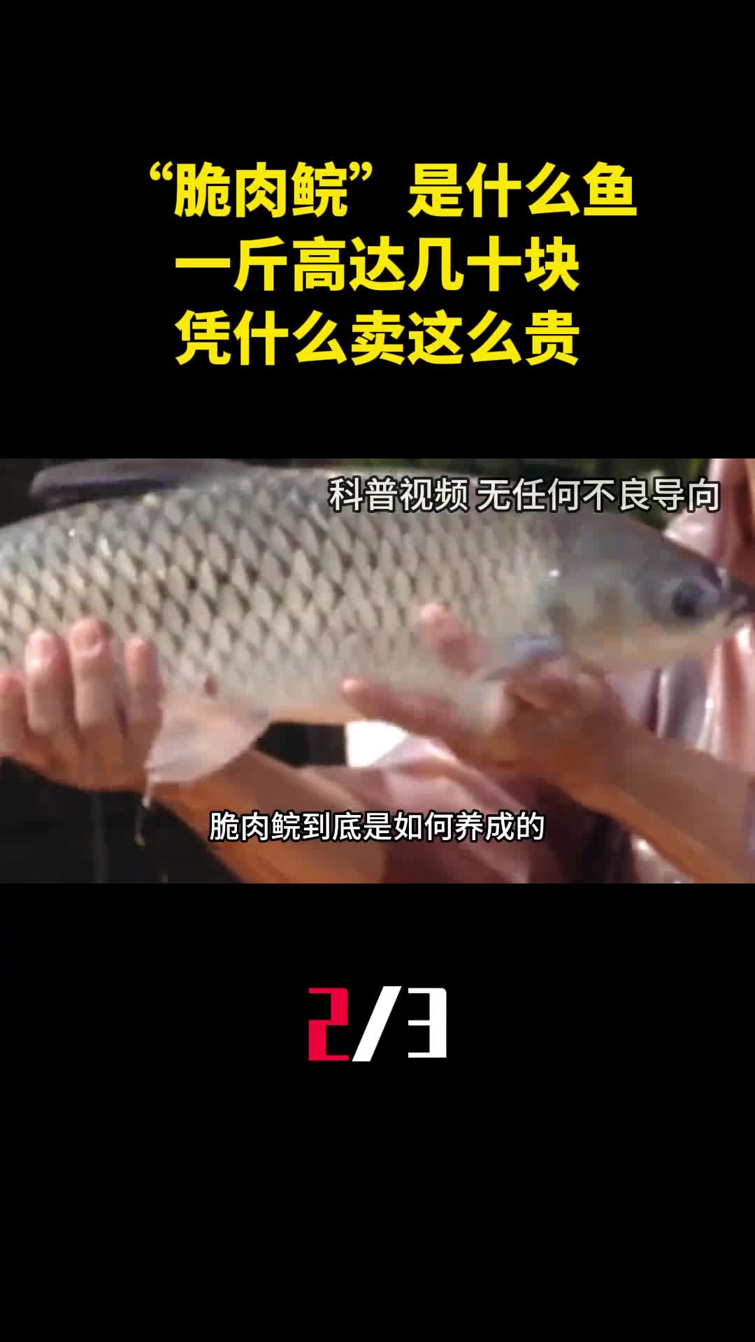 脆肉鲩到底是什么鱼一斤高达几十块凭什么卖这么贵2