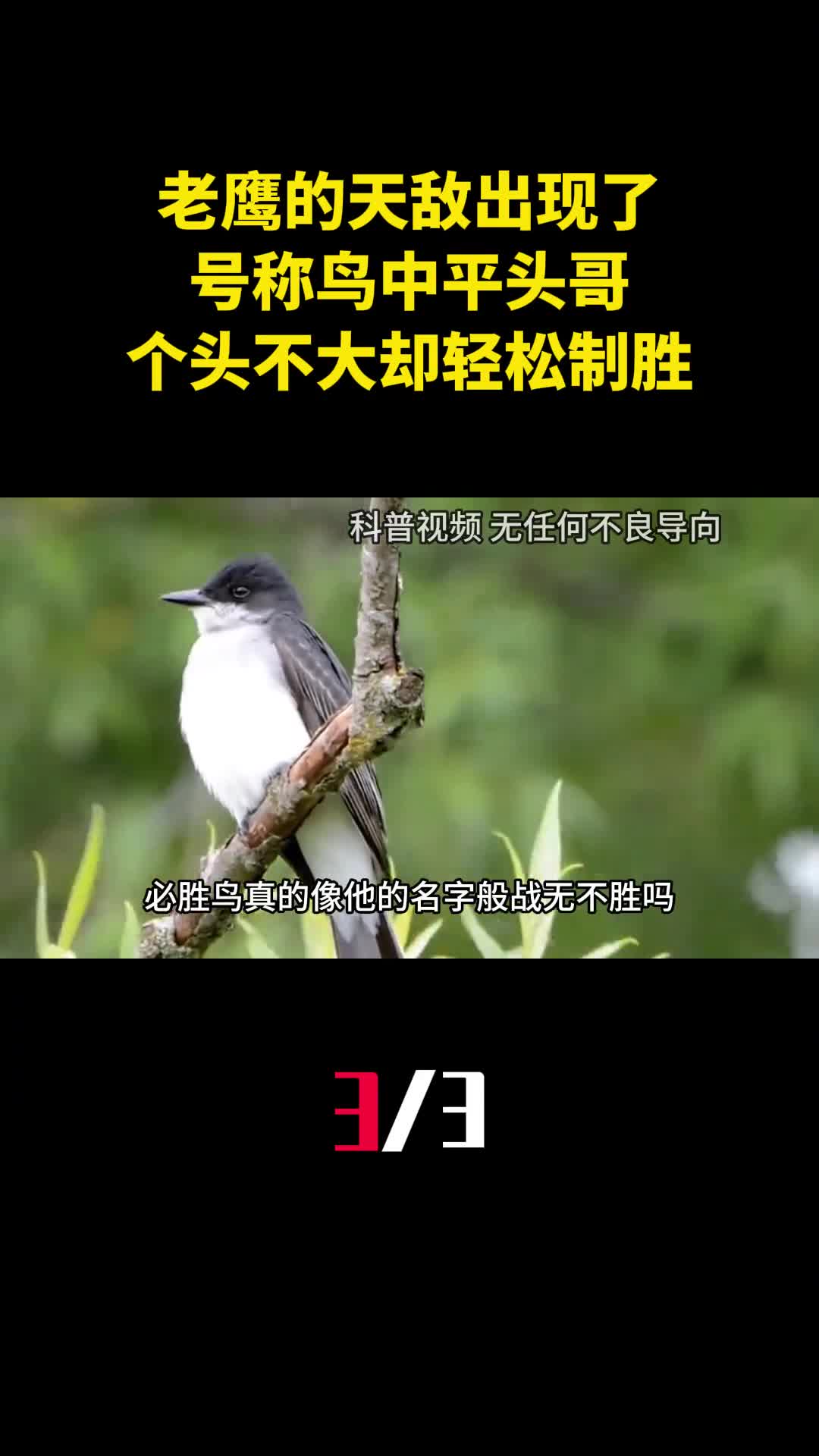 老鹰的天敌出现了号称鸟中平头哥个头不大却能轻松制胜3