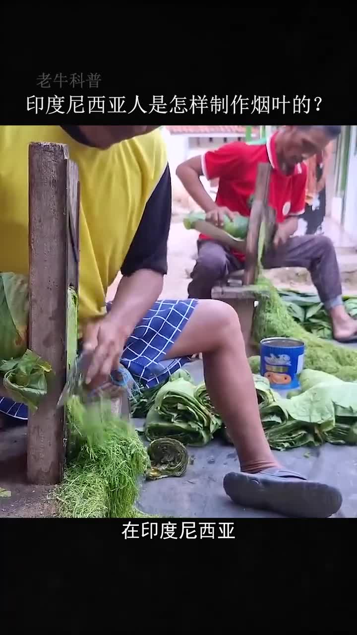 印度尼西亚人是怎样制作烟叶的