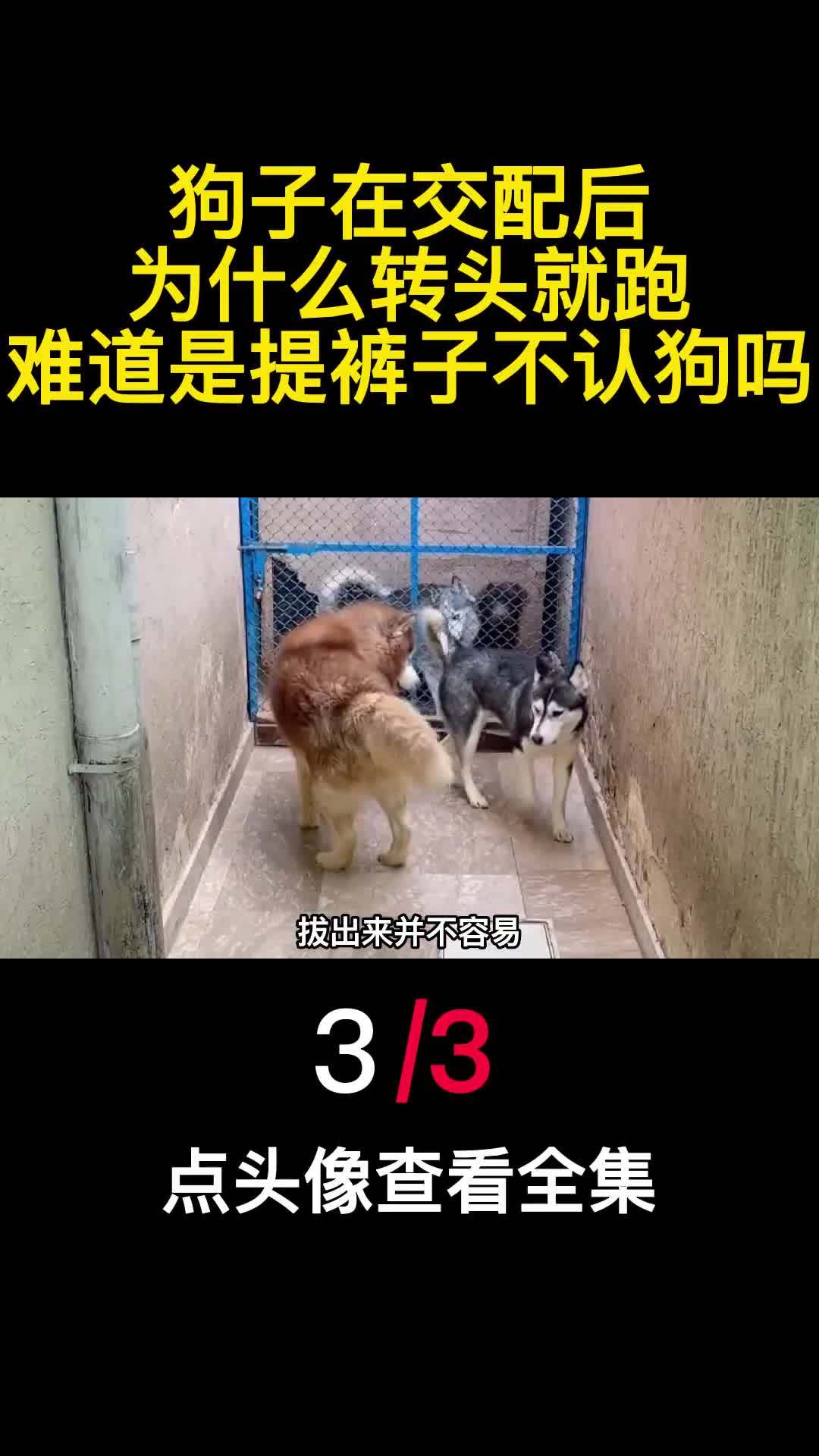 狗子在交配后为什么转头就跑难道是提裤子不认狗吗3