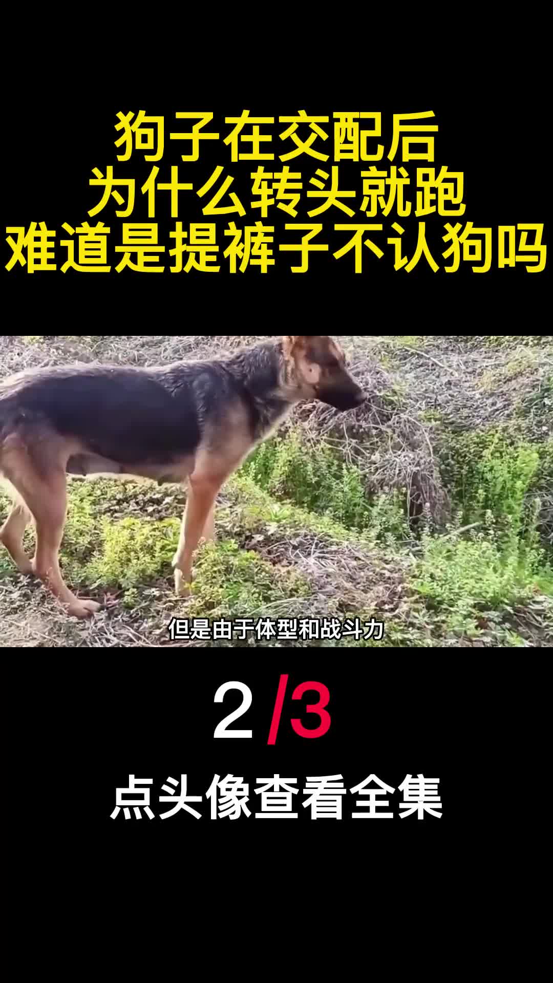狗子在交配后为什么转头就跑难道是提裤子不认狗吗2