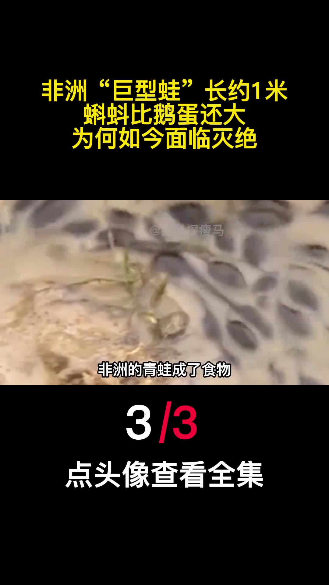 非洲巨型蛙长约1米蝌蚪比鹅蛋还大为何如今面临灭绝3