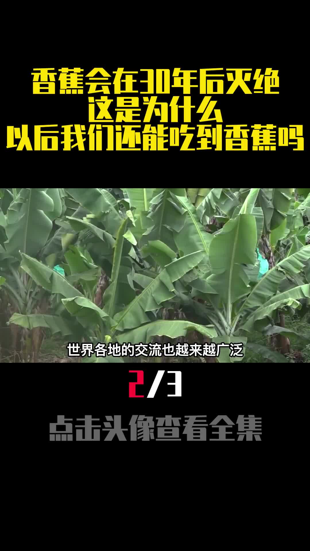香蕉会在30年后灭绝这是为什么以后我们还能吃到香蕉吗2