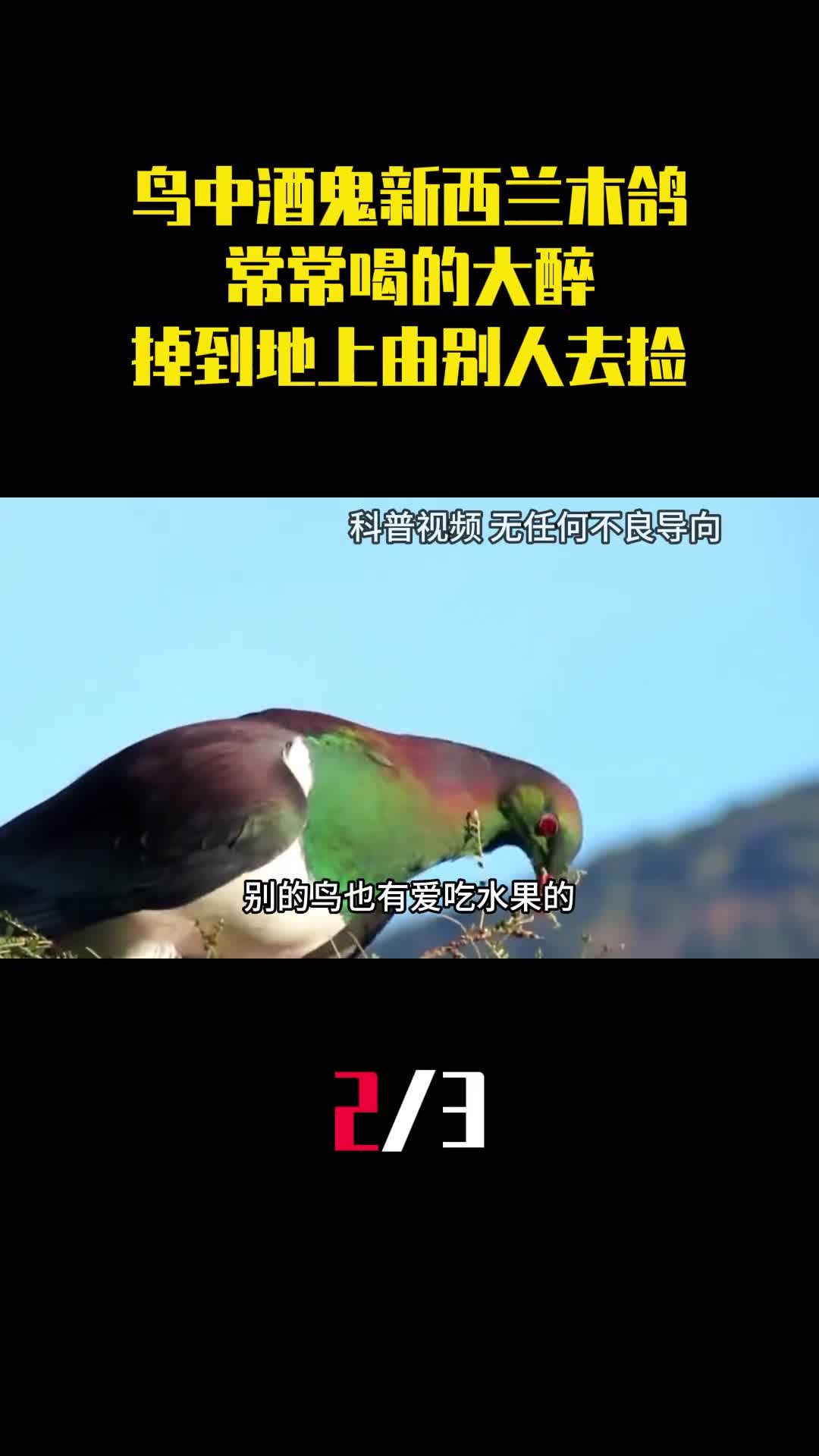 鸟中酒鬼新西兰木鸽常常喝的大醉掉到地上任由别人去捡2