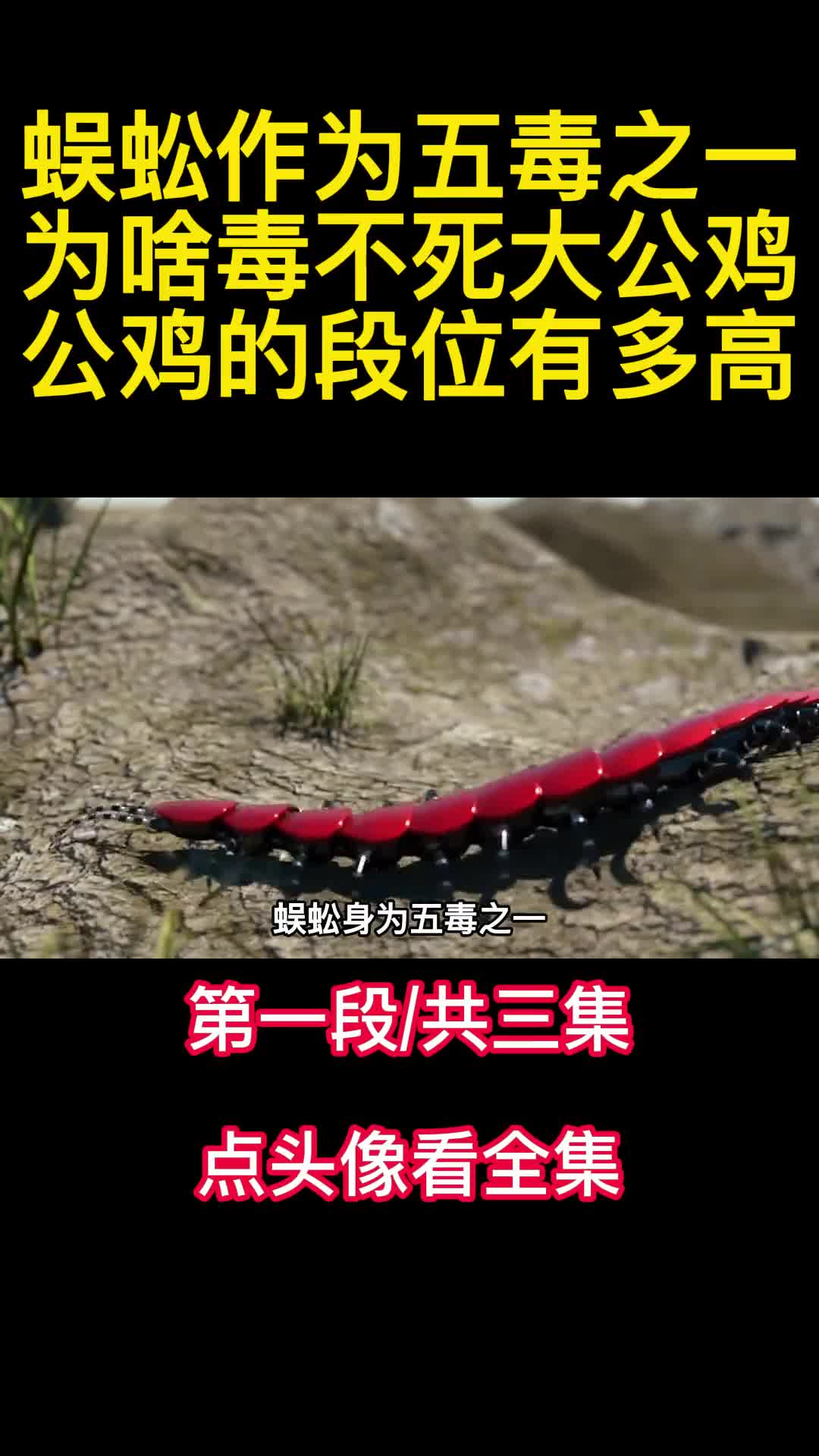 蜈蚣作为五毒之一为啥毒不死大公鸡公鸡的段位有多高1