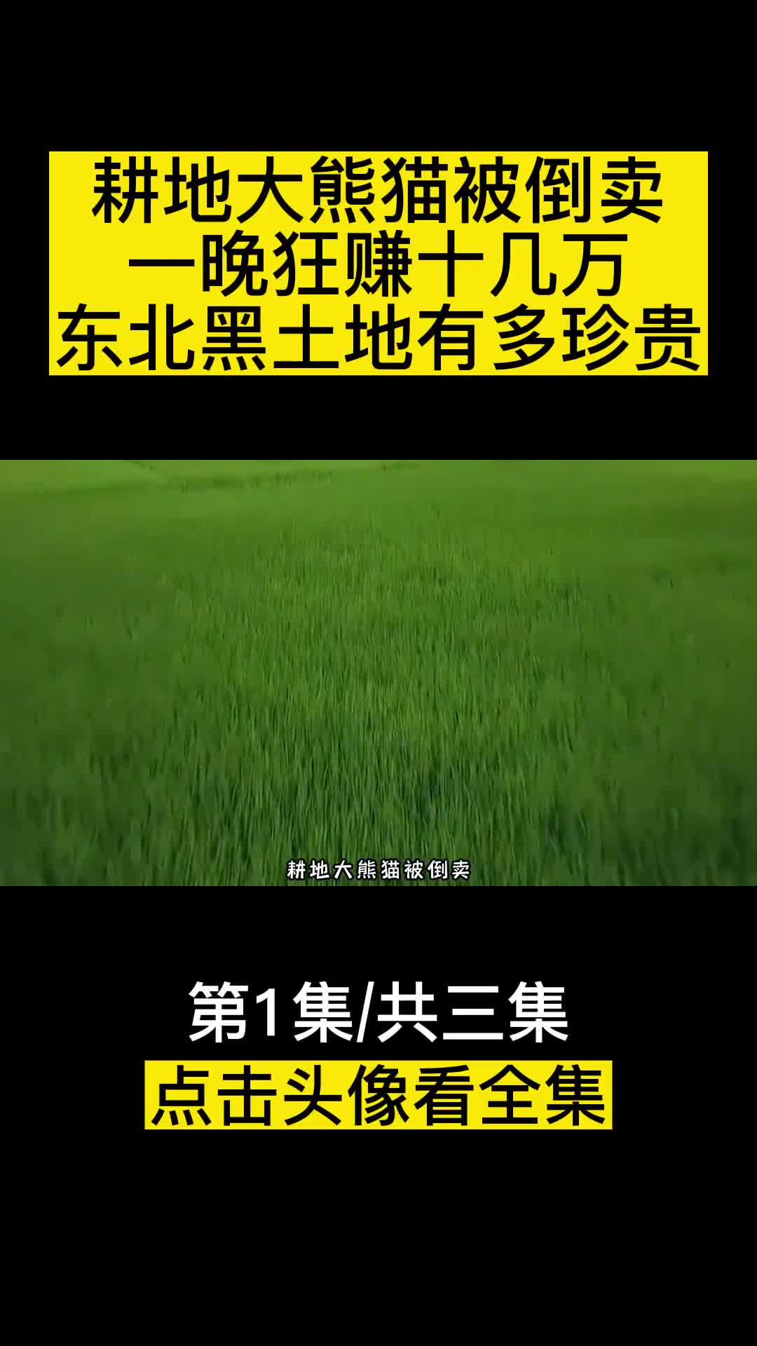 耕地大熊猫被倒卖一晚狂赚十几万东北黑土地有多珍贵