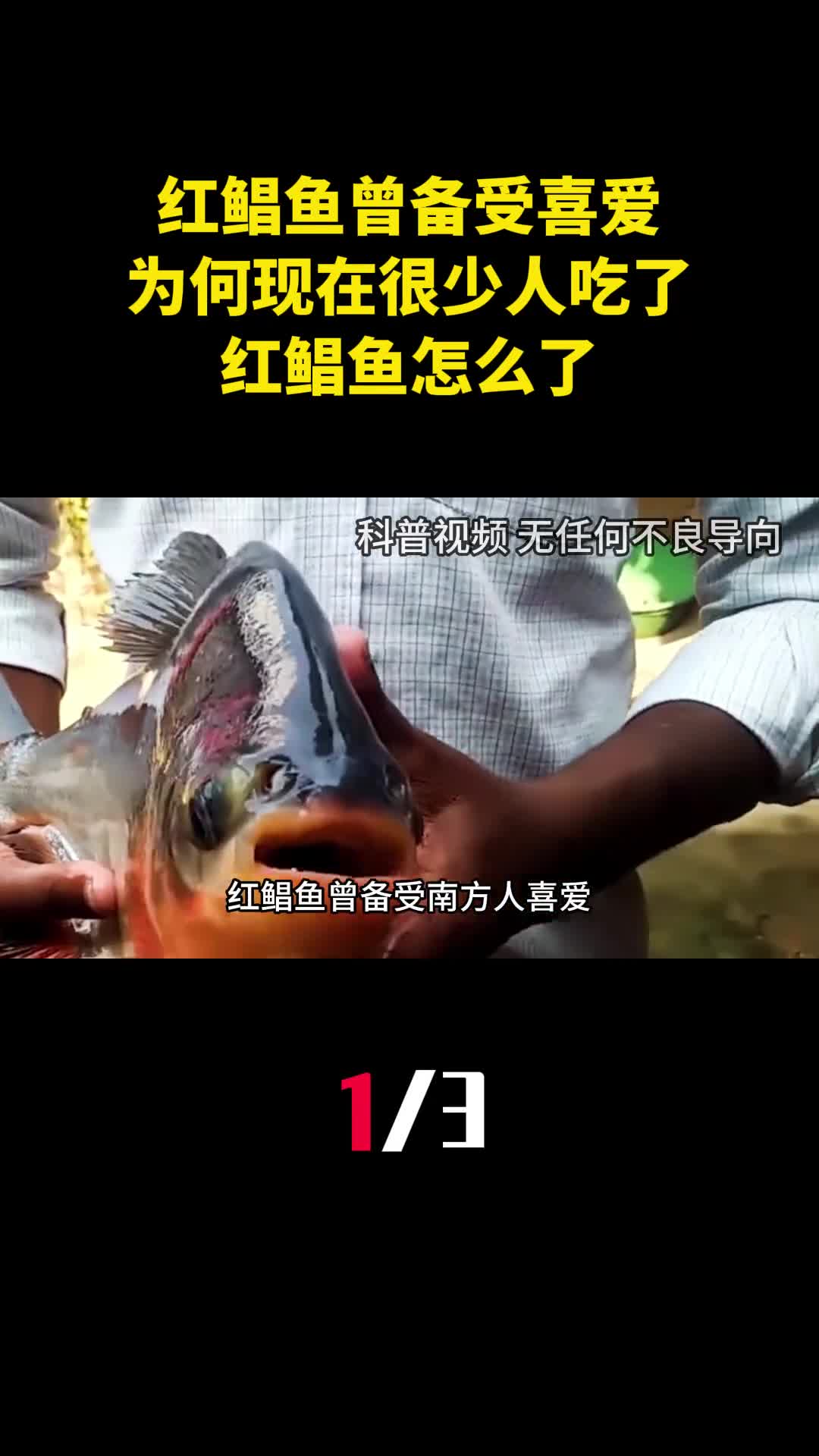红鲳鱼曾备受南方人喜爱为什么现在很少人吃了红鲳鱼怎么了1