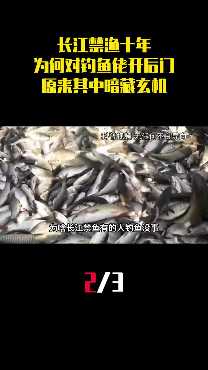 长江禁渔十年为何对钓鱼佬开后门原来其中暗藏玄机2