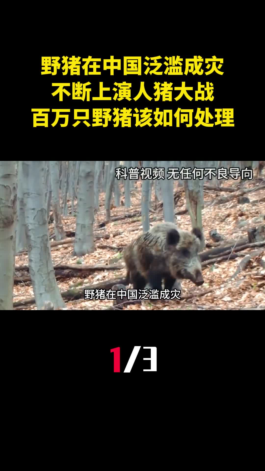 野猪在中国泛滥成灾不断上演人猪大战百万只野猪该如何处理1