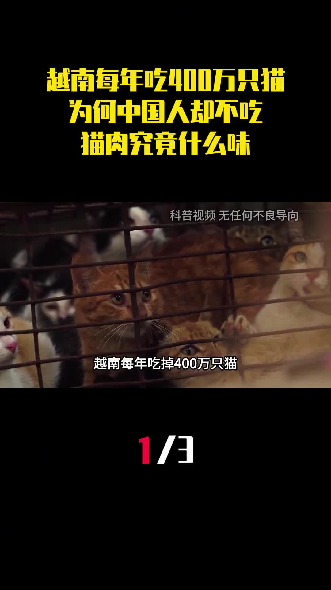 越南每年吃掉400万只猫为何中国人却不吃猫肉究竟什么味1