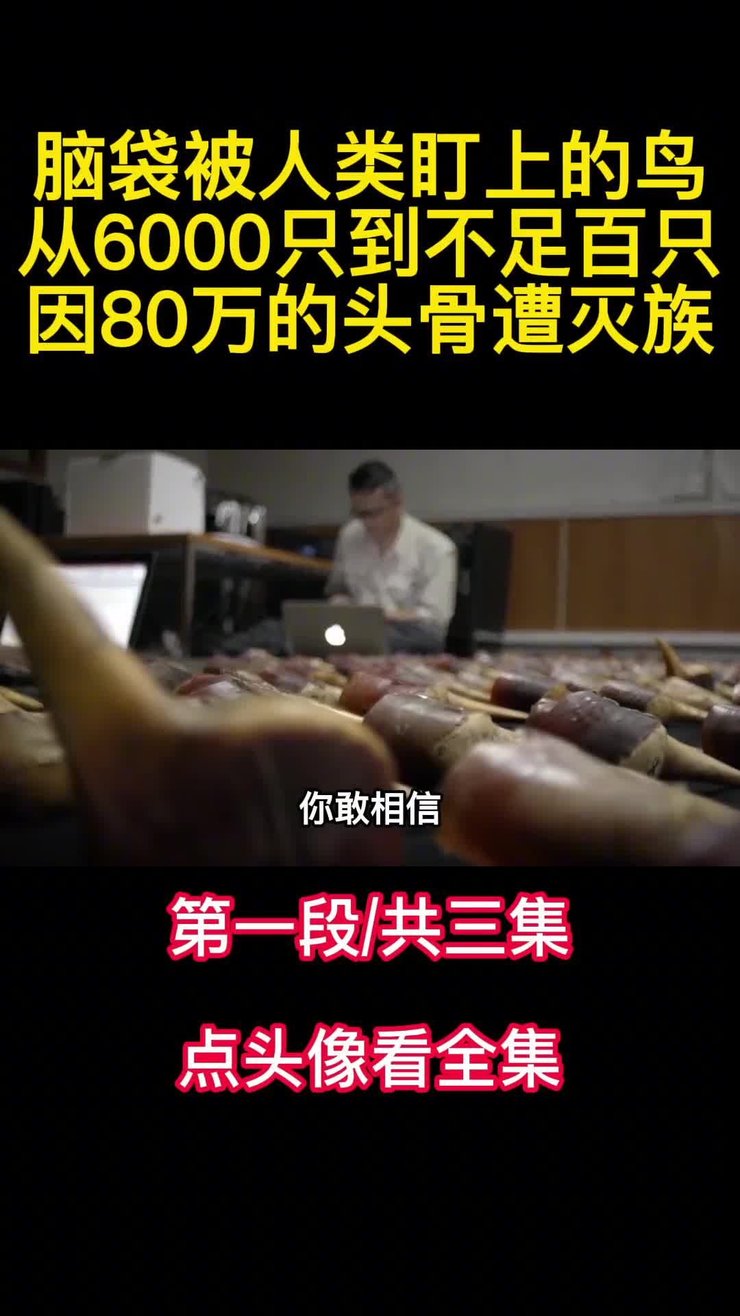 脑袋被人类盯上的鸟从6000只到不足百只因80万的头骨遭灭族1