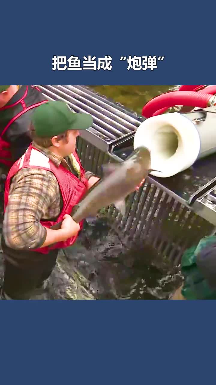 不可思议的洄游大炮把鱼塞进管道里帮助它翻山越岭