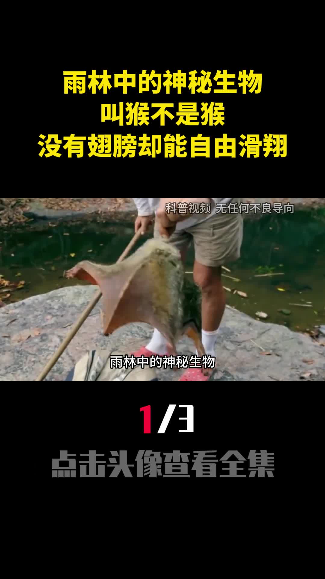 雨林中的神秘生物叫猴不是猴没有翅膀却能在丛林自由滑翔1