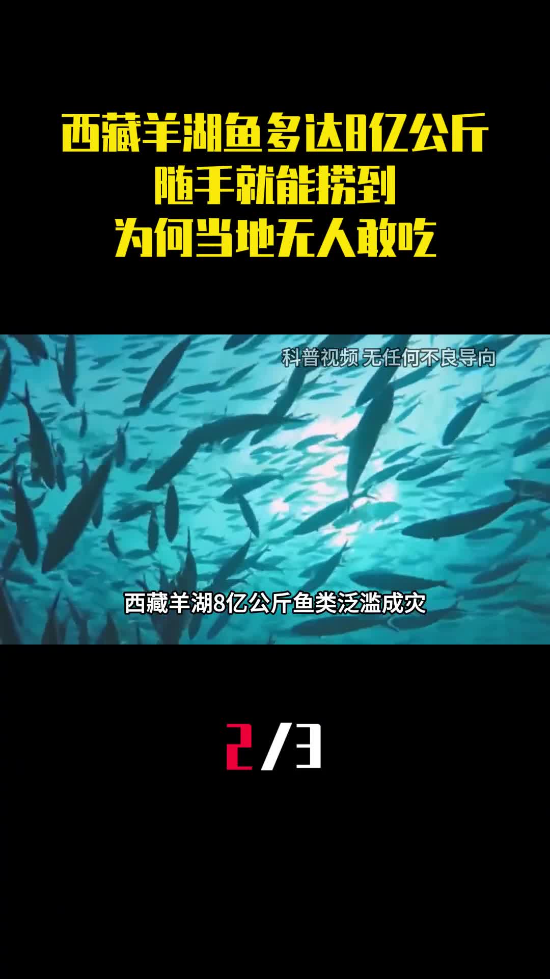 西藏羊卓雍措鱼多达8亿公斤随手就能捞到为何当地无人敢吃2