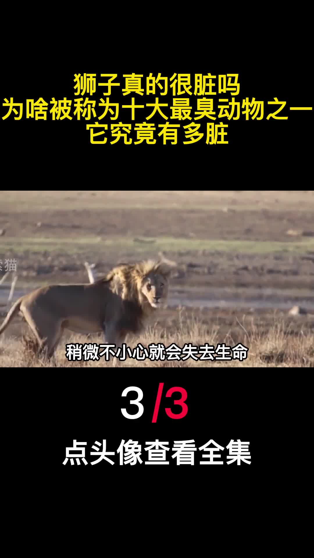 狮子真的很脏吗为啥被称为十大最臭动物之一它究竟有多脏3