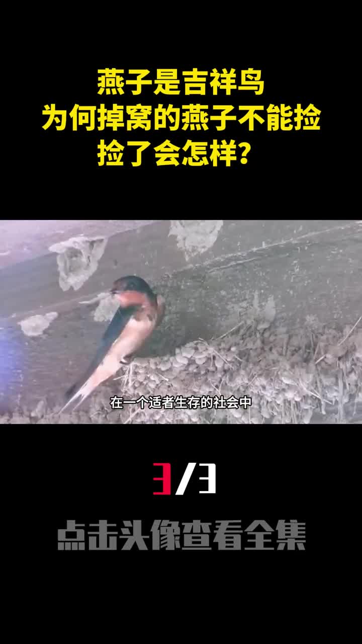 燕子是吉祥鸟为何老人说掉窝的燕子不能捡捡了会怎样3