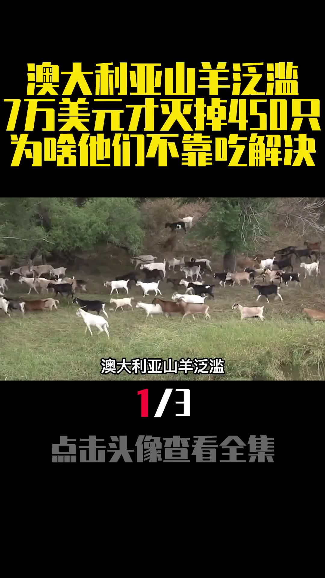 澳大利亚山羊泛滥7万美元才灭掉450只为啥他们不靠吃解决1
