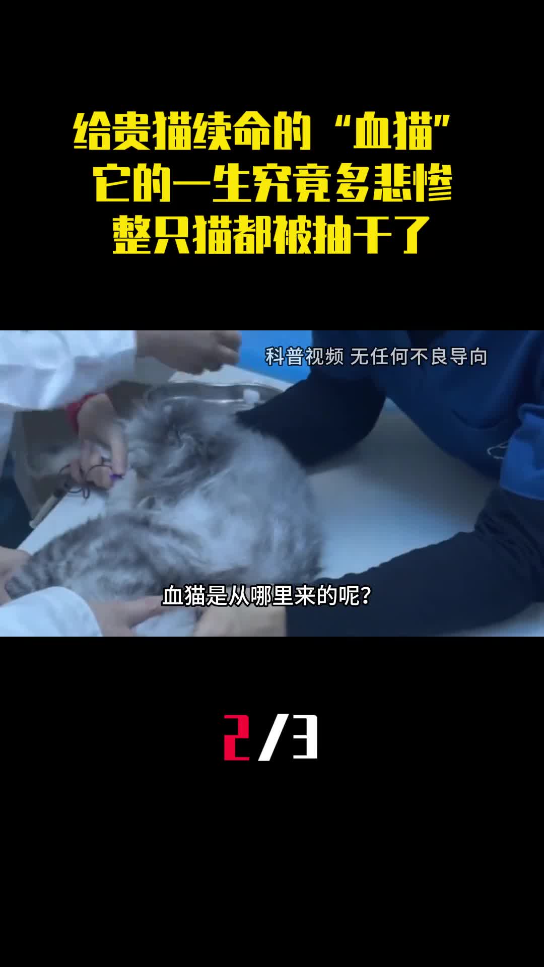 给贵猫续命的血猫它的一生究竟多悲惨整只猫都被抽干了2