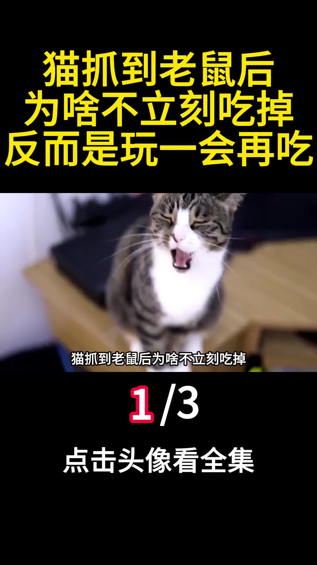 猫抓到老鼠后为啥不立刻吃掉反而是玩一会再吃1