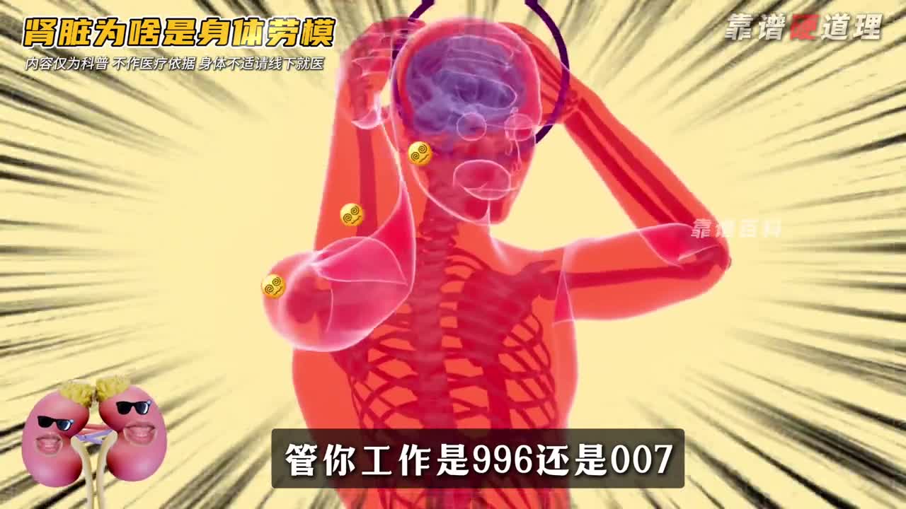 为啥肾脏堪称器官劳模1分钟了解最强打工肾的工作日常