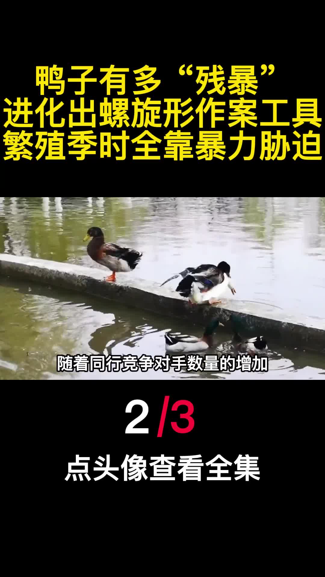 鸭子有多残暴进化出螺旋形作案工具繁殖季时全靠暴力胁迫2