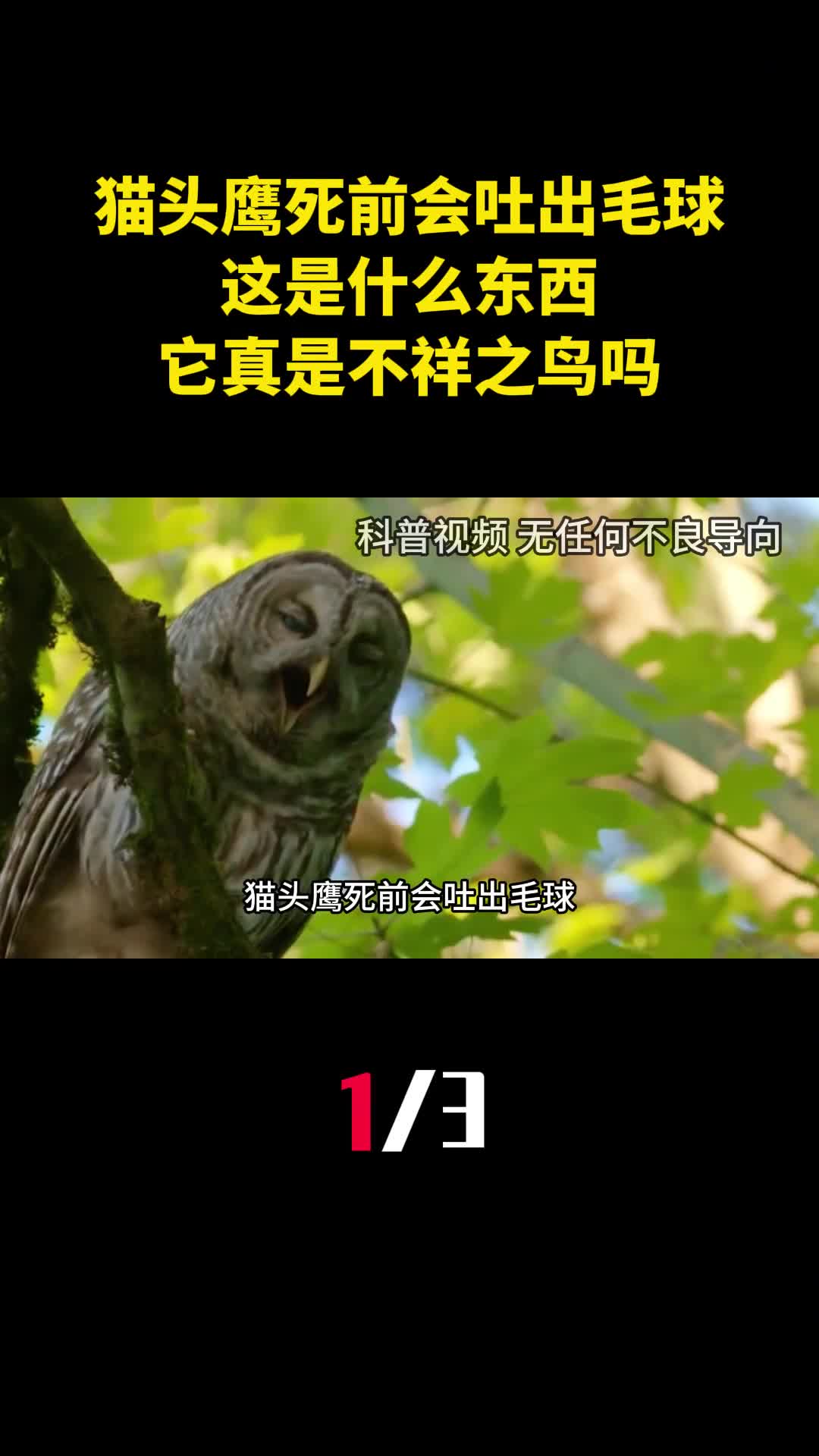 猫头鹰死前会吐出毛球这是什么东西它真是不祥之鸟吗1