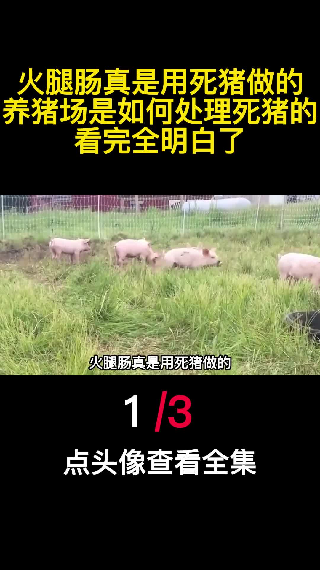 火腿肠真是用死猪做的养猪场是如何处理死猪的看完全明白了1