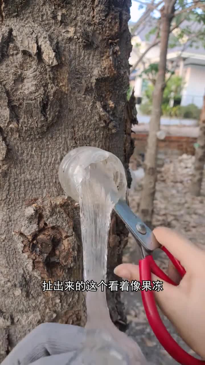 雪燕和燕窝的区别