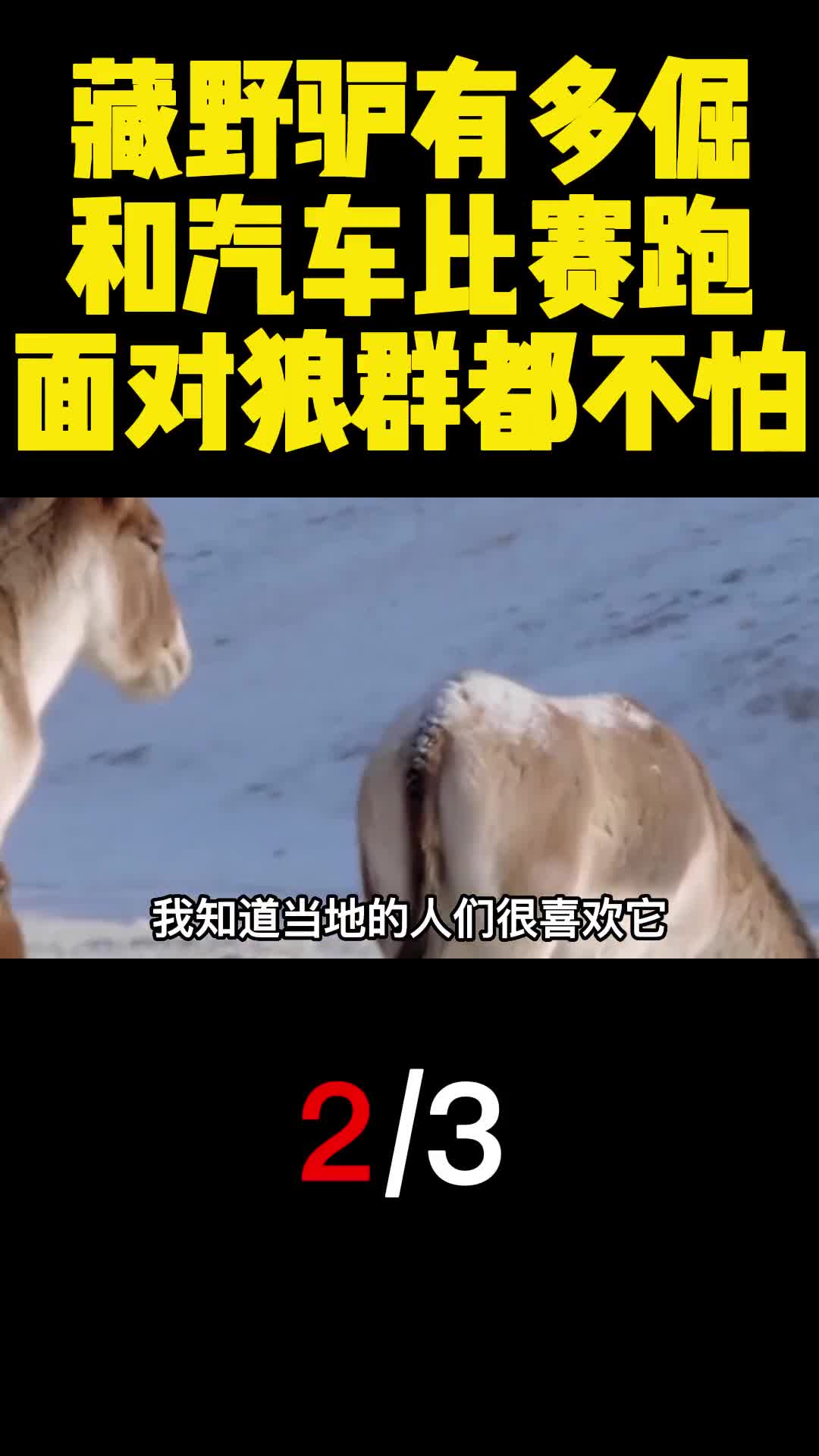 藏野驴有多倔和汽车比赛跑面对狼群都不怕2