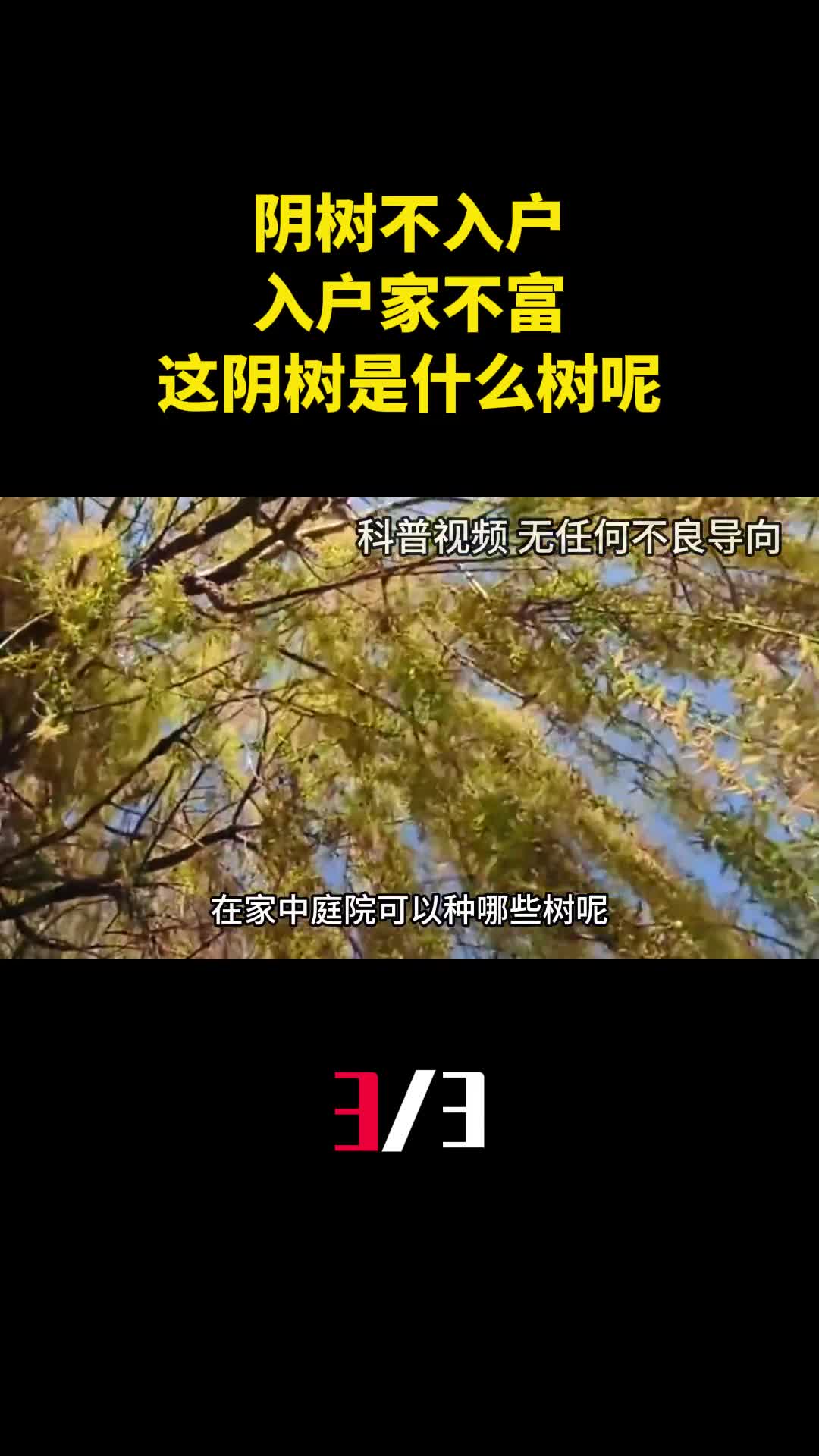阴树不入户入户家不富这阴树是什么树呢看看你家有没有3