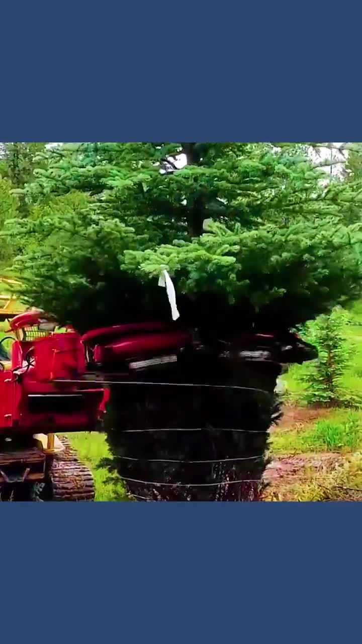 不可思议的松树捆绑机围着松树转圈缠绕细线体积缩小三分之二