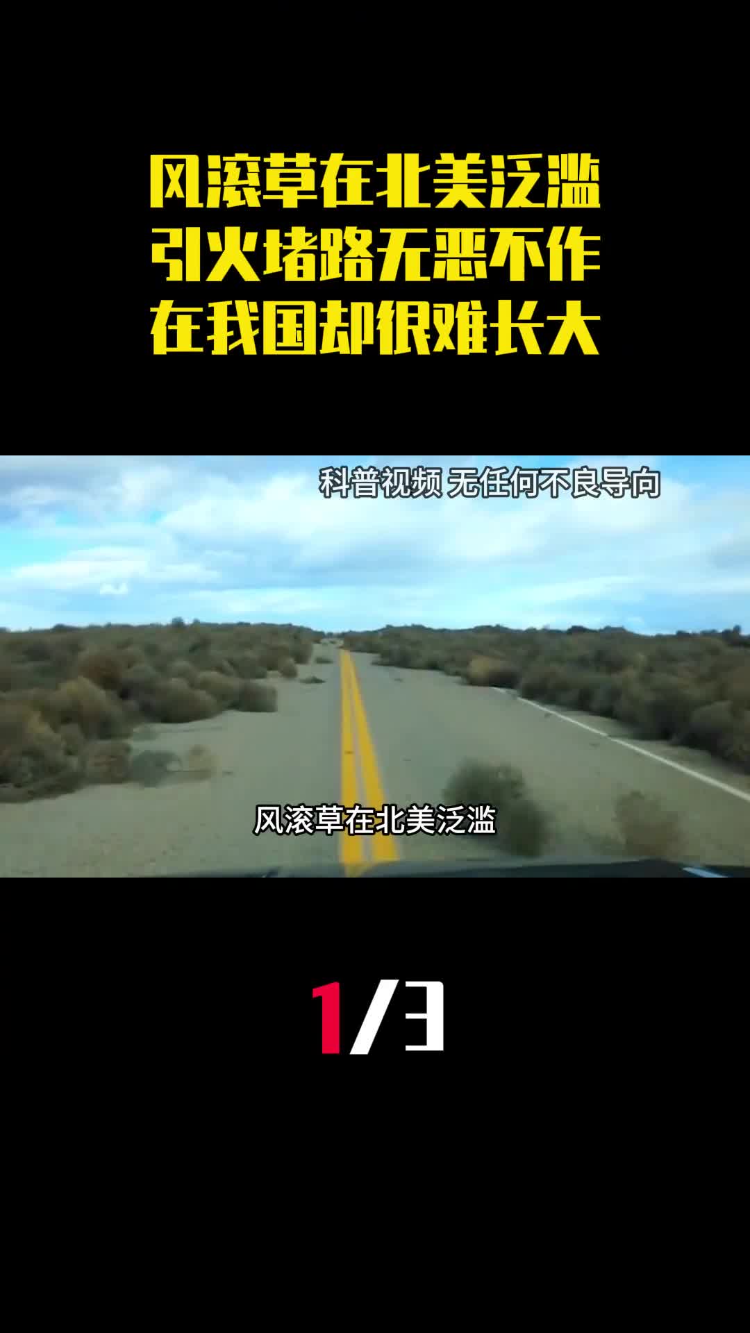 风滚草在北美泛滥引火堵路无恶不作为何在我国却很难长大1