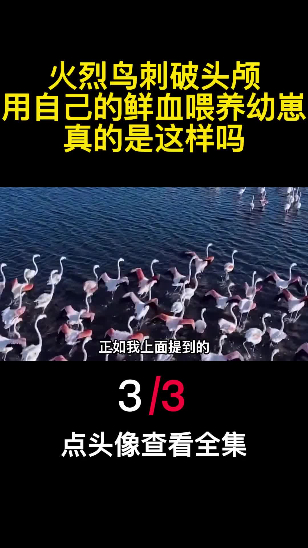 火烈鸟刺破头颅用自己的鲜血喂养幼崽真的是这样吗3