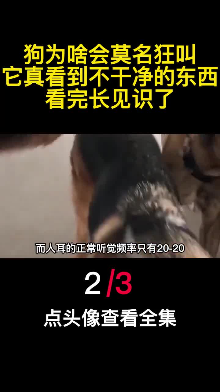 狗为啥会莫名狂叫它真看到不干净的东西看完长见识了2