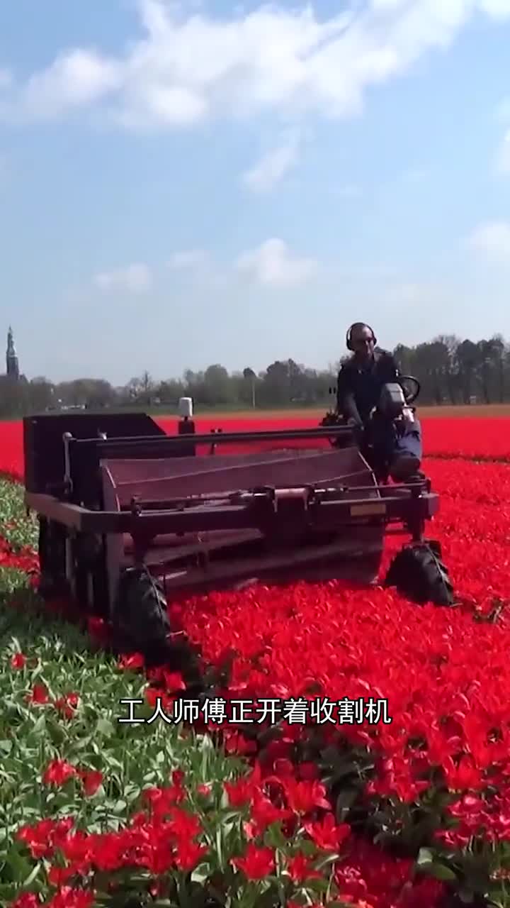 郁金香为什么打顶