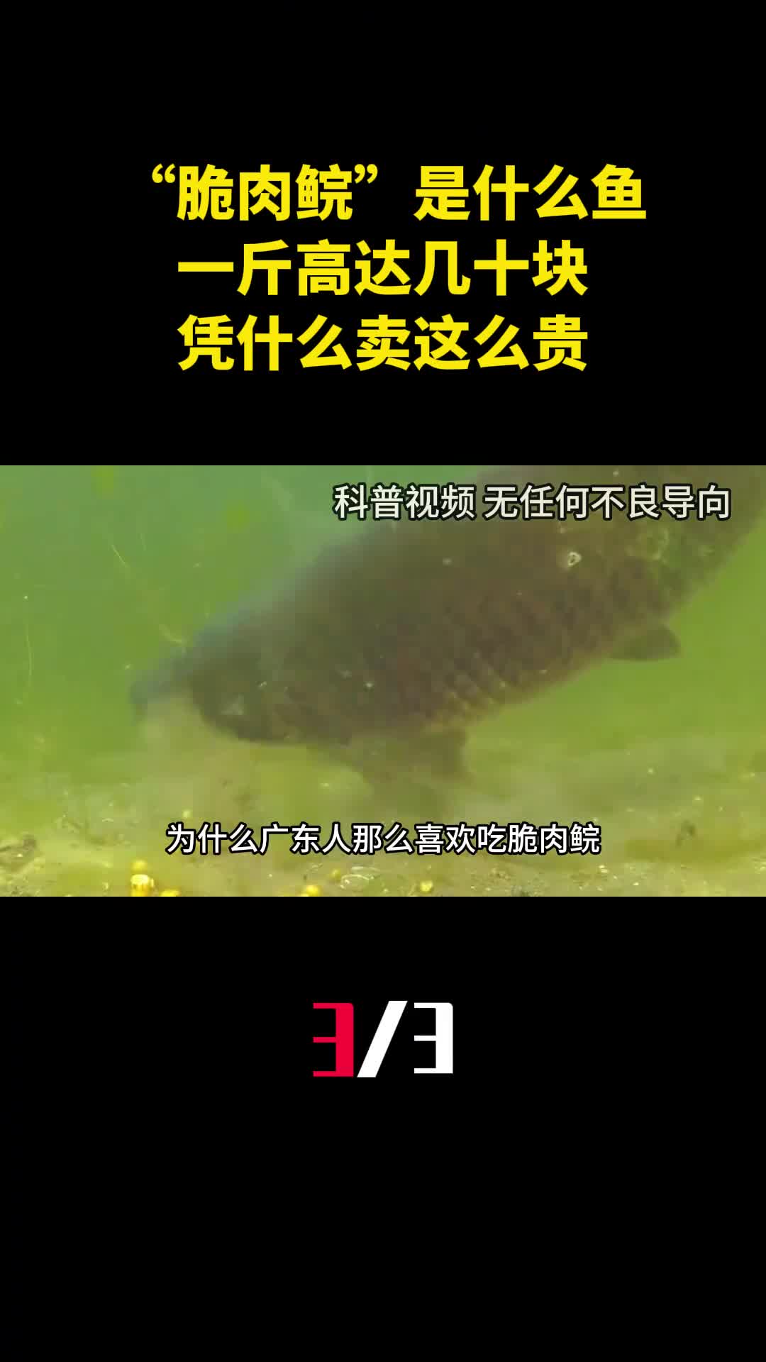 脆肉鲩到底是什么鱼一斤高达几十块凭什么卖这么贵3