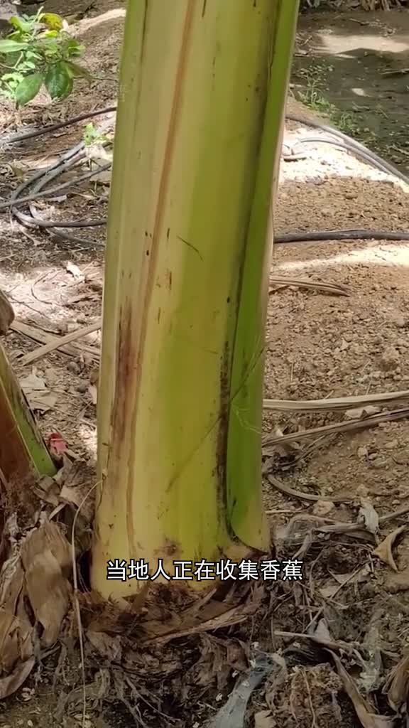 香蕉树茎中的水