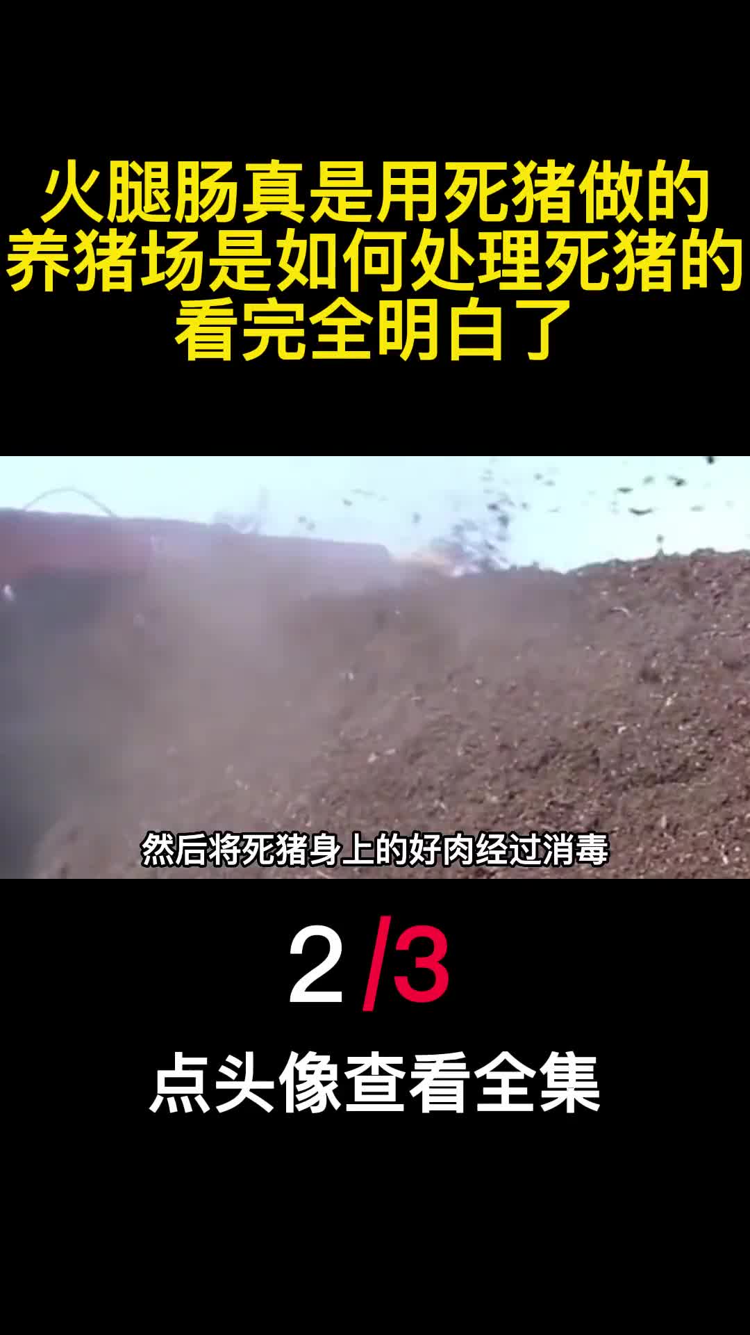 火腿肠真是用死猪做的养猪场是如何处理死猪的看完全明白了2