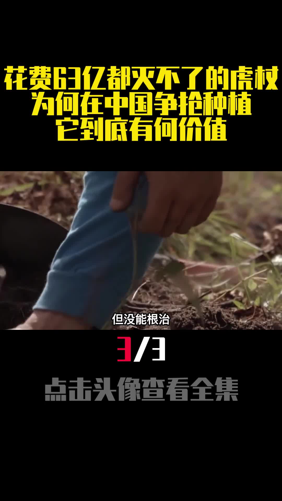 花费63亿都灭不了的虎杖为何在中国争抢种植它到底有何价值3