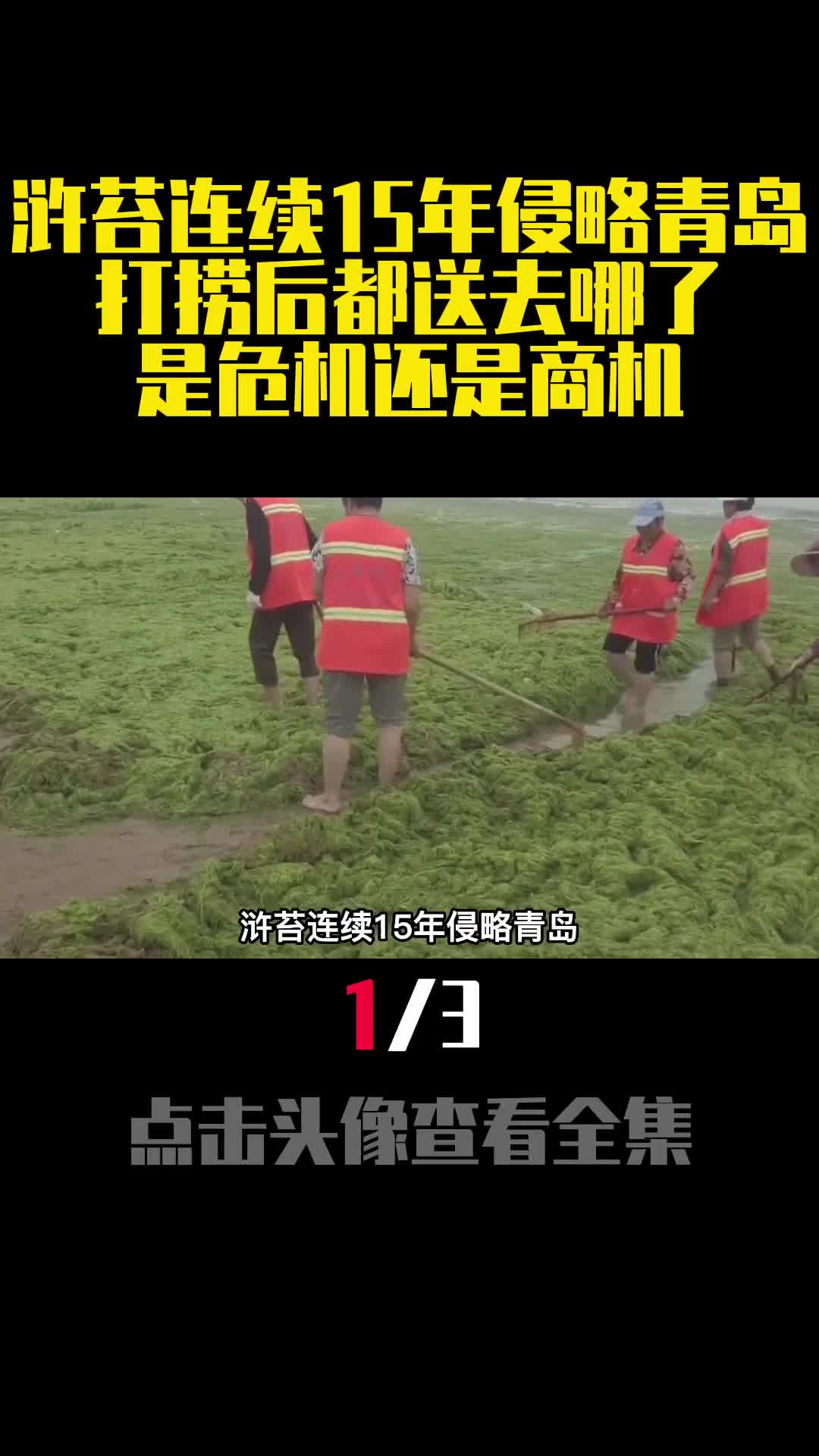 浒苔连续15年侵略青岛打捞后都送去哪了是危机还是商机1