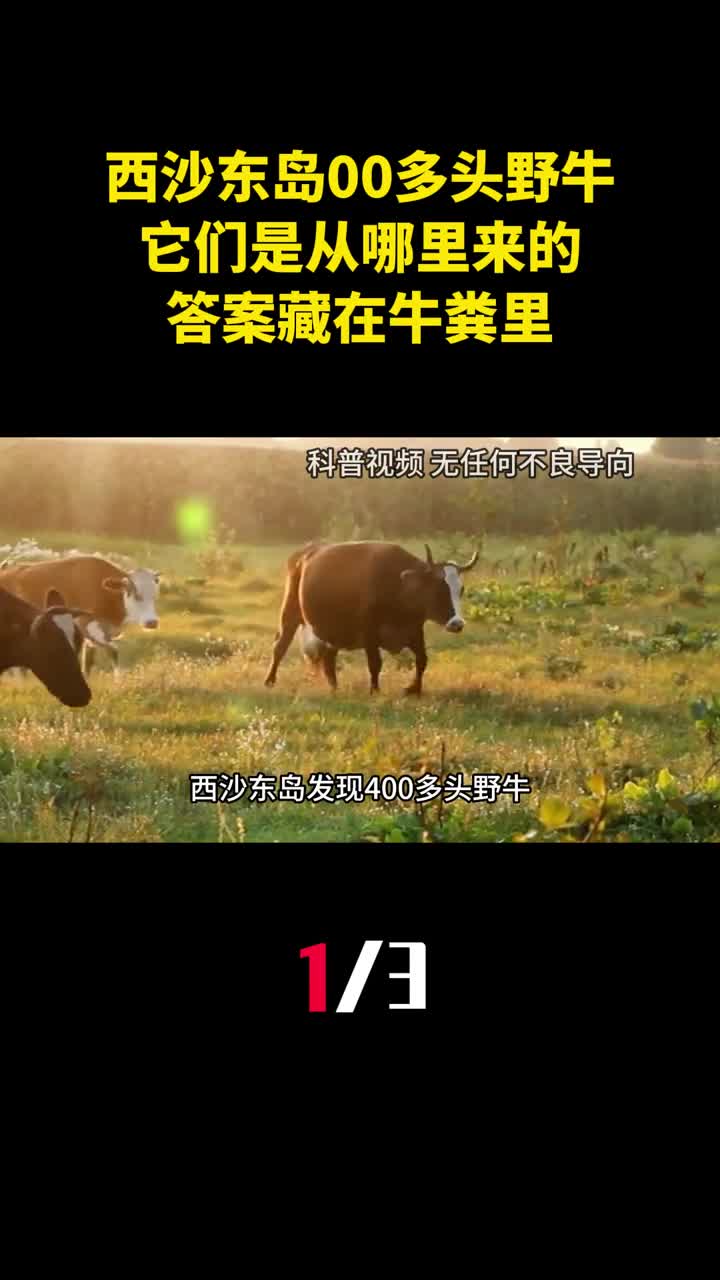 西沙东岛发现400多头野牛它们是从哪里来的答案藏在牛粪里1